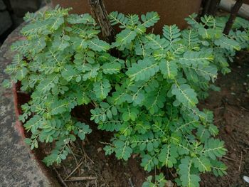 Close-up of fresh green plant