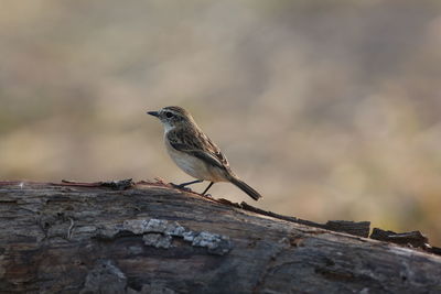 Eastern stonechat stick on branches