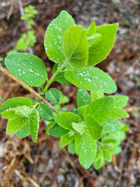 Close-up of raindrops on leaves