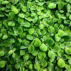 Full frame shot of green leaves