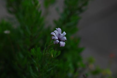 Close-up of purple flowering plant