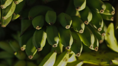 Full frame shot of fresh green plants