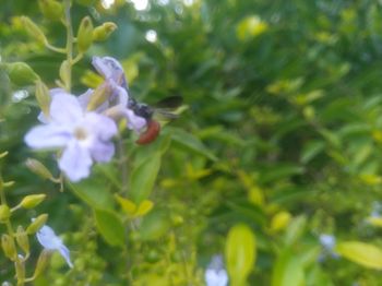 Close-up of insect on purple flower