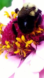 Close-up of bee on purple flower