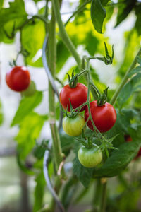 Close-up of red berries growing on plant