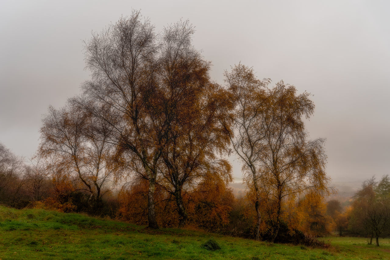 TREES ON FIELD DURING AUTUMN