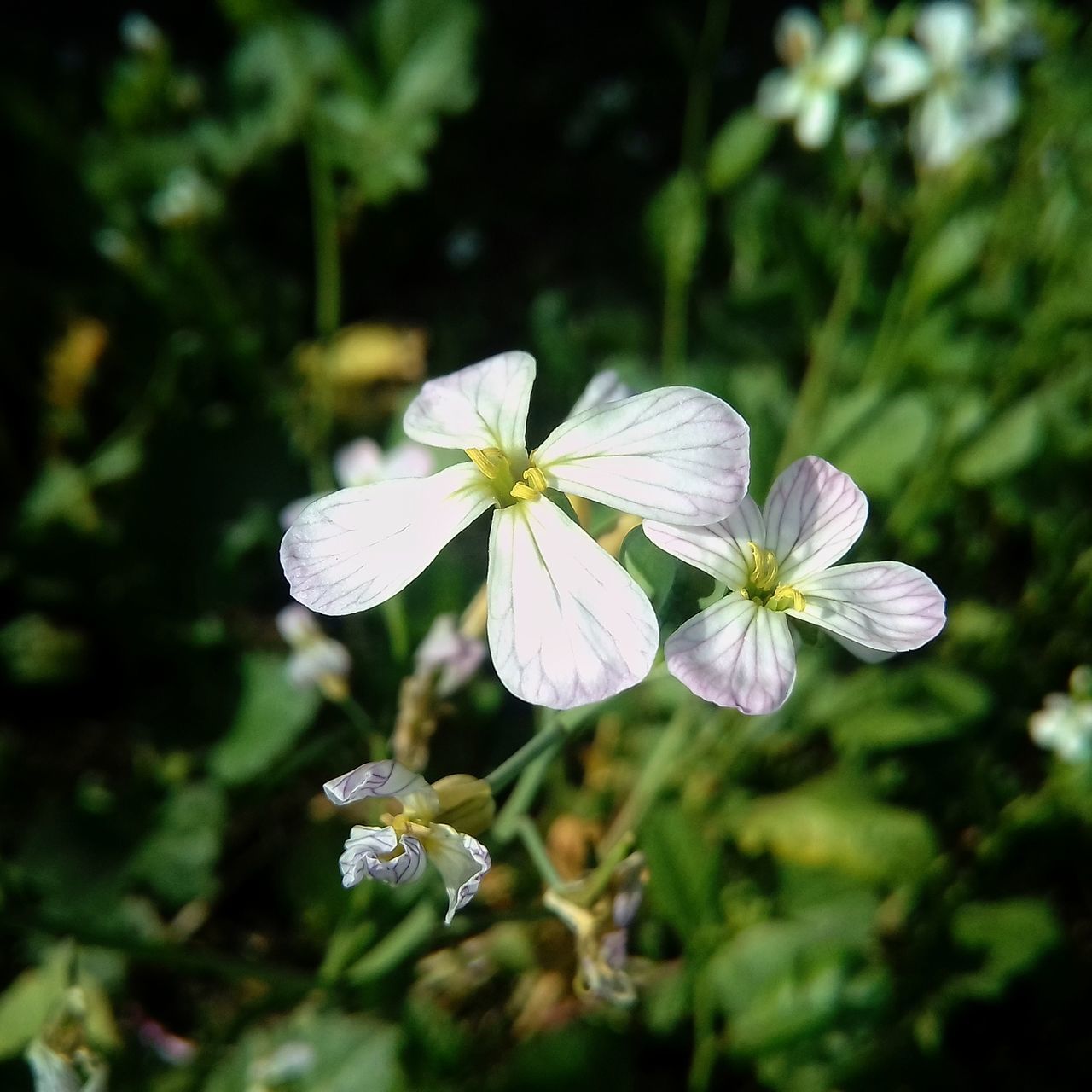 CLOSE-UP OF FLOWERING PLANT