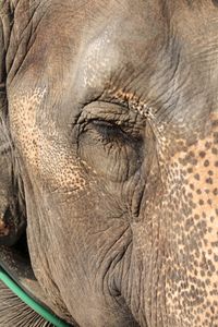 Close-up of elephant