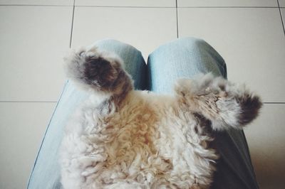 Close-up of dog relaxing at home