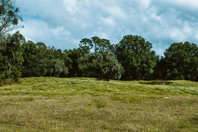 Scenic view of trees on field against sky