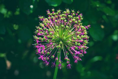 Close-up of flower blooming outdoors