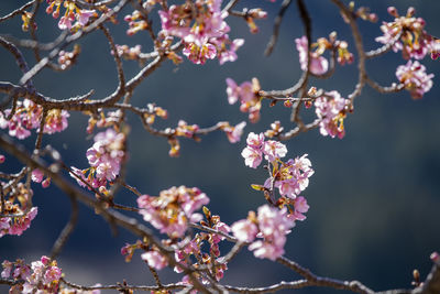 Low angle view of cherry blossoms on tree