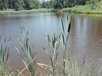 Scenic view of lake