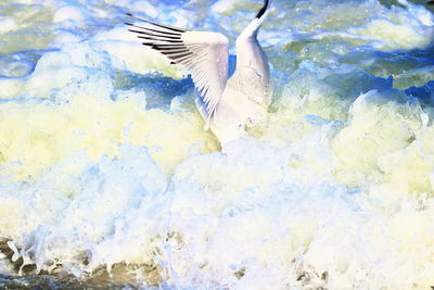 Close-up of birds flying over water