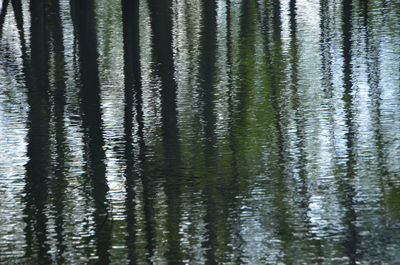 Reflection of trees in water