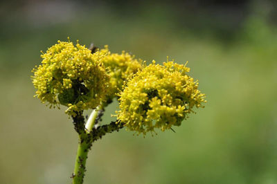 Close-up of yellow flowering plant