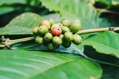 Close-up of fresh fruits on tree