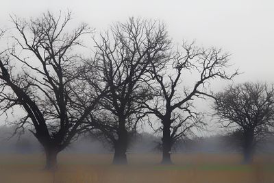 Trees against sky