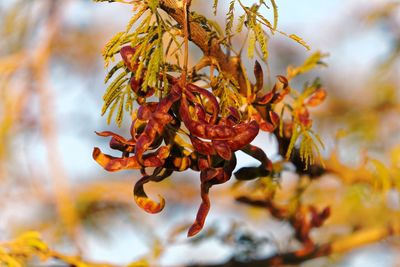 Close-up of autumn leaves on tree