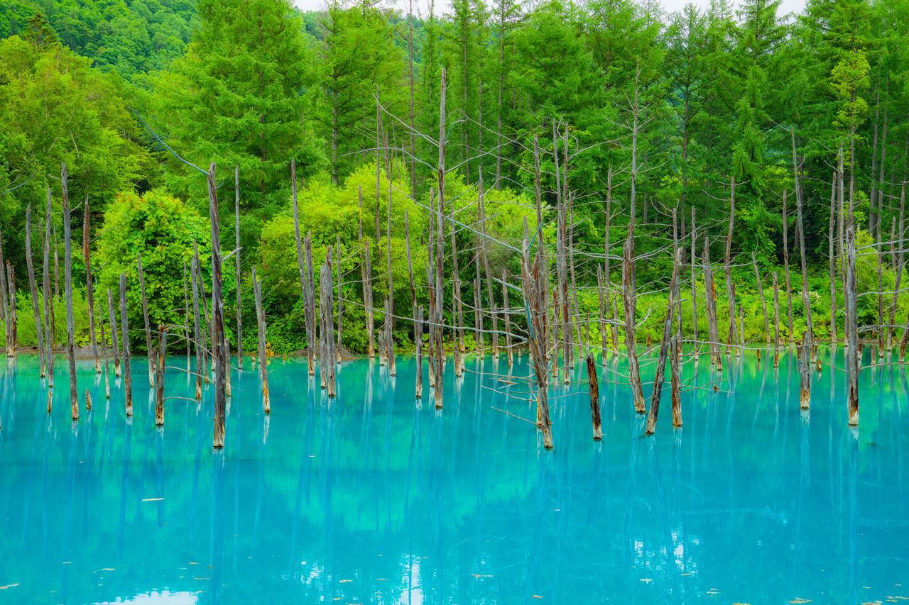 REFLECTION OF TREES IN LAKE WATER