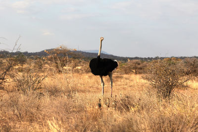 Male somali ostrich with chickens