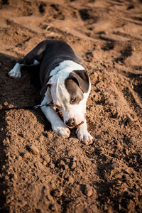 High angle view of dog on field