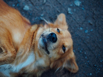 Close-up of dog