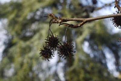 Close-up of wilted plant