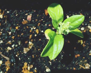 Close-up of plant