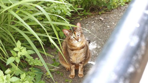 Portrait of a cat