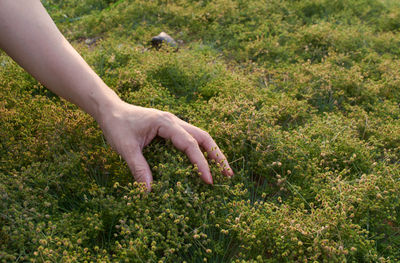 Human hand touching grass on field