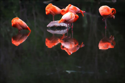 Close-up of orange leaves in lake