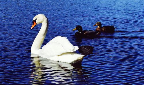 Swans swimming in water