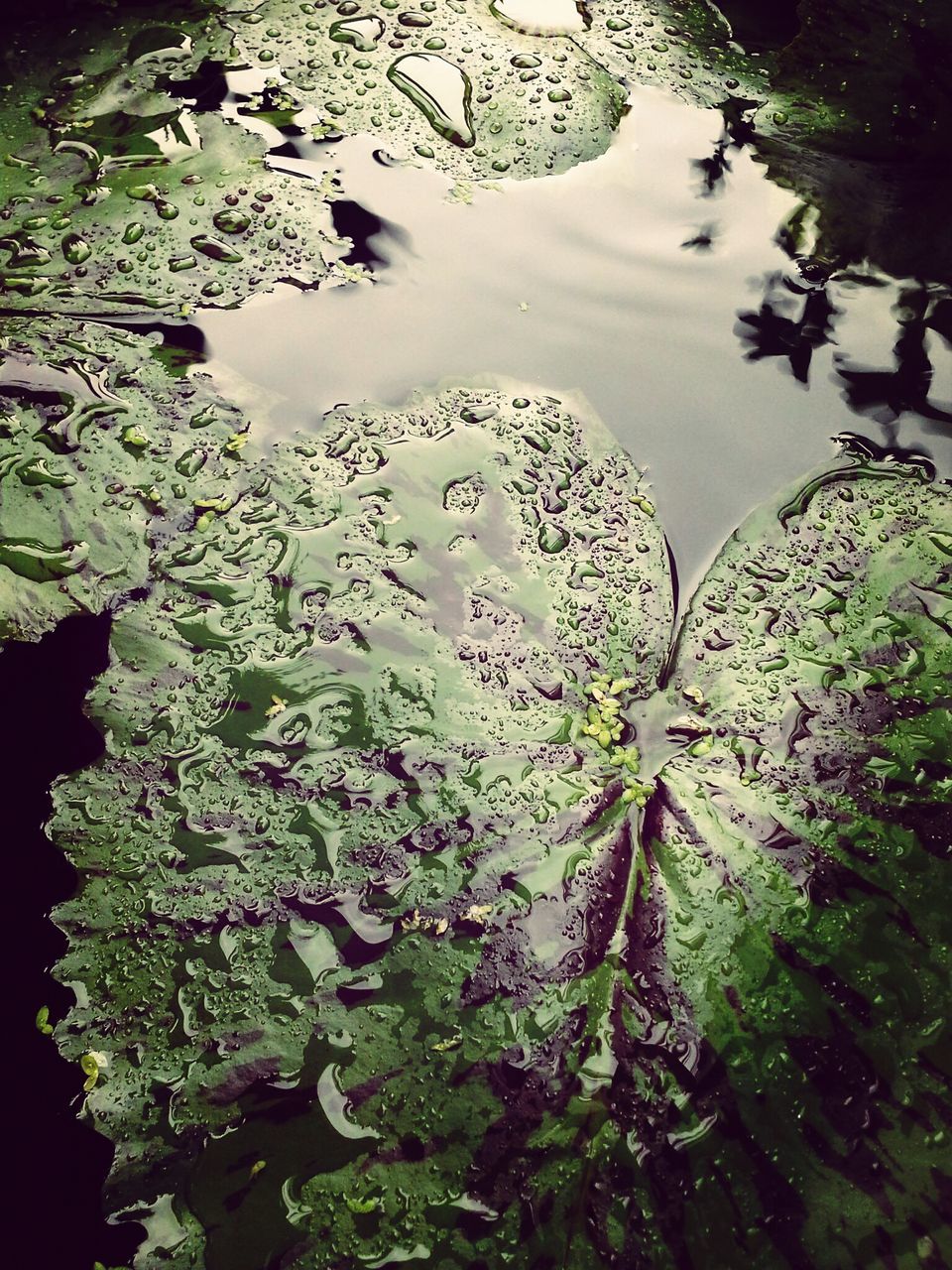 water, leaf, high angle view, nature, growth, beauty in nature, plant, pond, freshness, floating on water, wet, close-up, lake, tranquility, reflection, fragility, green color, outdoors, backgrounds, no people