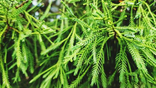 Full frame shot of pine tree