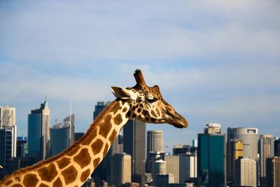 Low angle view of giraffe on city against sky