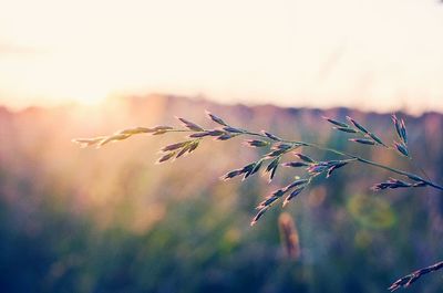 Close-up of plant against sky