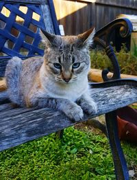 Portrait of cat sitting outdoors