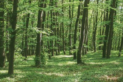 Trees growing in forest