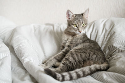 Portrait of a cat resting on bed