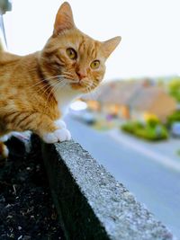 Close-up portrait of a cat