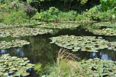 Water lilies floating on lake