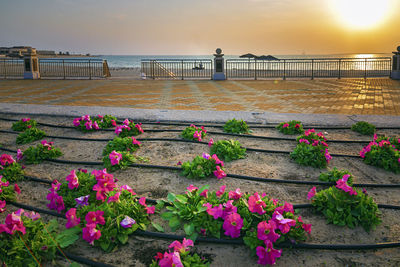 Pink flowering plants by railing against sky during sunset