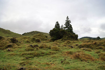 Low angle view of trees on mountain against sky