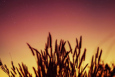 Close-up of wheat growing on field against sky during sunset