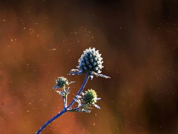 Close-up of white dandelion flower