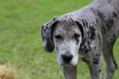 Close-up portrait of dog on field