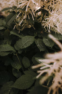 Close-up of frozen plant during winter