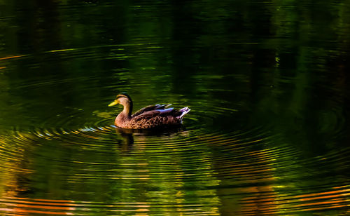 Duck swimming in lake