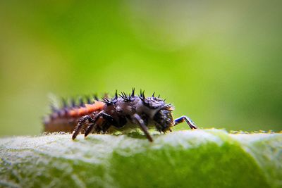 Close-up of insect on leaf